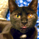 A real cat, not a Cats cat.